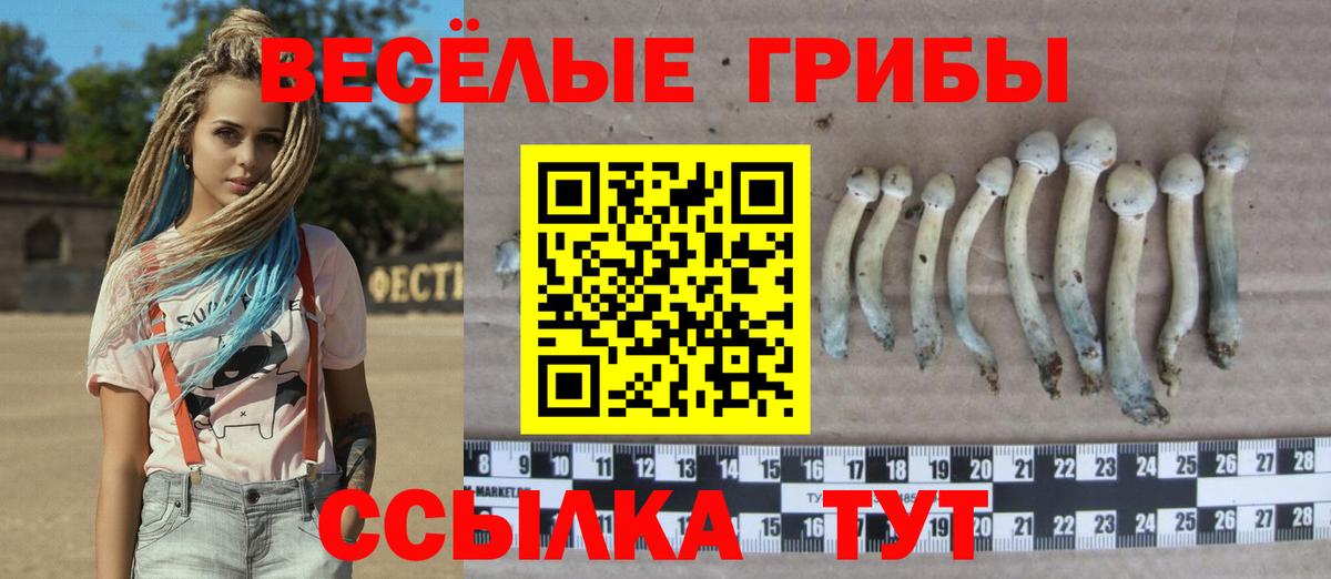 Псилоцибиновые грибы Cubensis Алексин